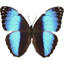 Achilles Morpho - Morpho achilles icon